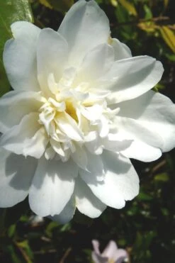 Snow Flurry Cold Hardy Camellia Hybrid - 1 Gallon Pot -Garden Plants shop Camellia Snow Flurry 2