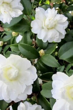 Snow Flurry Cold Hardy Camellia Hybrid - 1 Gallon Pot -Garden Plants shop Camellia Snow Flurry 6