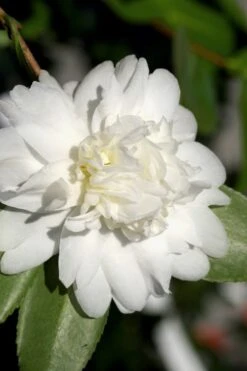 Snow Flurry Cold Hardy Camellia Hybrid - 1 Gallon Pot -Garden Plants shop Camellia Snow Flurry 8