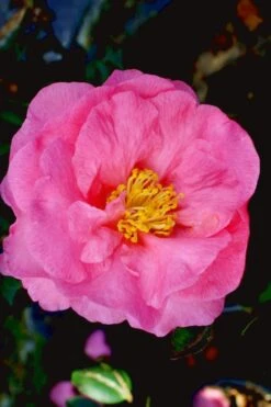 Stephanie Golden Dwarf Camellia Sasanqua - 1 Gallon Pot -Garden Plants shop Camellia Stephanie Golden 12