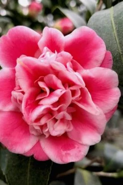 Tama Bambino Camellia Japonica - 1 Gallon Pot 3 Tama Bambino Camellia Japonica - 1 Gallon Pot -Garden Plants shop Camellia Tama Bambino 11