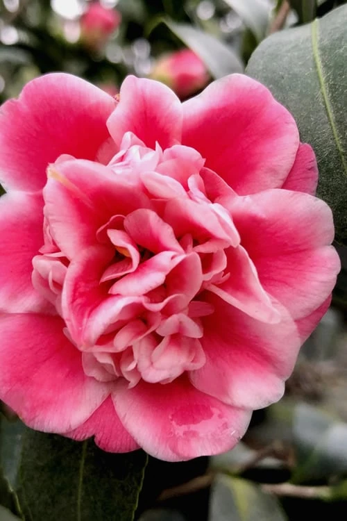 Tama Bambino Camellia Japonica - 1 Gallon Pot Tama Bambino Camellia Japonica - 1 Gallon Pot -Garden Plants shop Camellia Tama Bambino 11