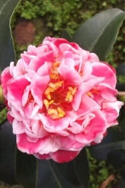 Tama Bambino Camellia Japonica - 1 Gallon Pot 5 Tama Bambino Camellia Japonica - 1 Gallon Pot -Garden Plants shop Camellia Tama Bambino 2