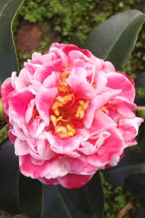 Tama Bambino Camellia Japonica - 1 Gallon Pot Tama Bambino Camellia Japonica - 1 Gallon Pot -Garden Plants shop Camellia Tama Bambino 2