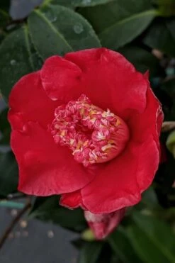 Tama Electra Camellia Japonica - 1 Gallon Pot 3 Tama Electra Camellia Japonica - 1 Gallon Pot -Garden Plants shop Camellia Tama Electra 10