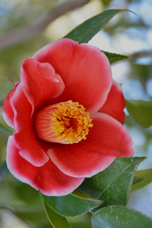 Tama Electra Camellia Japonica - 1 Gallon Pot Tama Electra Camellia Japonica - 1 Gallon Pot -Garden Plants shop Camellia Tama Electra 11