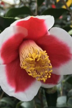 Tama No Ura Weeping Camellia Japonica - 1 Gallon Pot -Garden Plants shop Camellia Tama No Ura 1