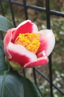 Tama No Ura Weeping Camellia Japonica - 1 Gallon Pot -Garden Plants shop Camellia Tama No Ura 4