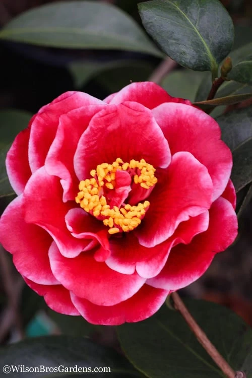 Tama Vino Camellia Japonica - 1 Gallon Pot Tama Vino Camellia Japonica - 1 Gallon Pot -Garden Plants shop Camellia Tama Vinio 10