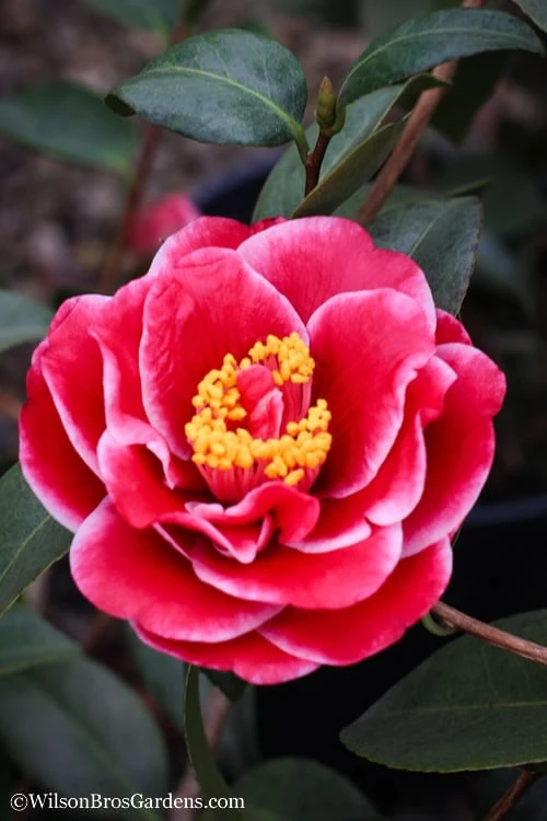 Tama Vino Camellia Japonica - 1 Gallon Pot Tama Vino Camellia Japonica - 1 Gallon Pot -Garden Plants shop Camellia Tama Vinio 7