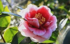 Tama Vino Camellia Japonica - 1 Gallon Pot 7 Tama Vino Camellia Japonica - 1 Gallon Pot -Garden Plants shop Camellia Tama Vino 7
