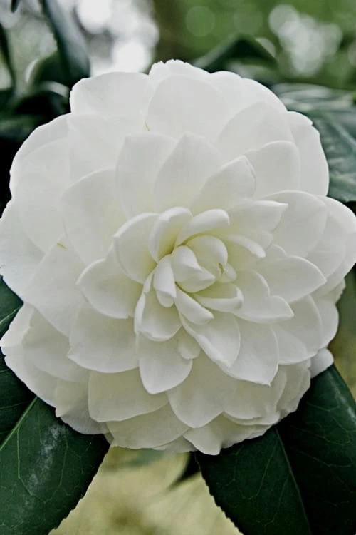 White By The Gate Camellia Japonica - 1 Gallon Pot White By The Gate Camellia Japonica - 1 Gallon Pot -Garden Plants shop Camellia White By The Gate 5 2