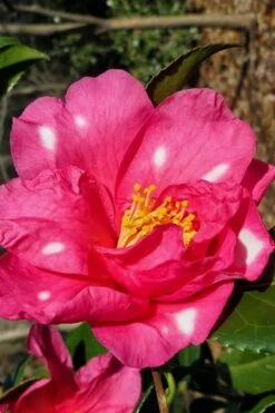 Winter's Fire Cold Hardy Camellia - 3 Gallon Pot -Garden Plants shop Camellia Winters Fire 1