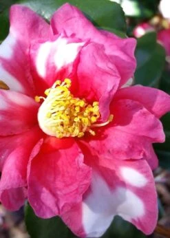 Winter's Fire Cold Hardy Camellia - 3 Gallon Pot -Garden Plants shop Camellia Winters Fire 11