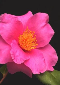 Winter's Fire Cold Hardy Camellia - 3 Gallon Pot -Garden Plants shop Camellia Winters Fire 13