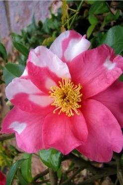 Winter's Fire Cold Hardy Camellia - 3 Gallon Pot -Garden Plants shop Camellia Winters Fire 5