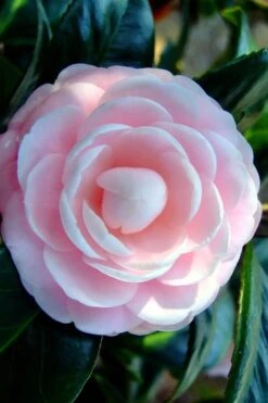 Winter's Rose Cold Hardy Dwarf Camellia - 3 Gallon Pot -Garden Plants shop Camellia Winters Rose 6 1
