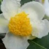 Yellow Big Leaf Tea Plant - Camellia Sinensis - 3 Gallon Pot