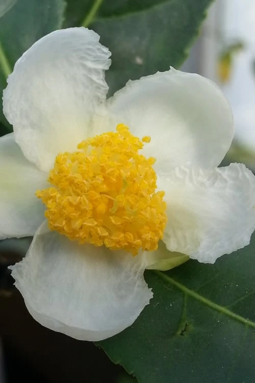Yellow Big Leaf Tea Plant - Camellia sinensis - 3 Gallon Pot Yellow Big Leaf Tea Plant - Camellia Sinensis - 3 Gallon Pot -Garden Plants shop Camellia Yellow Big Leaf Flower Closeup