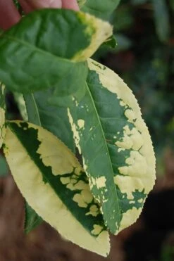 Yellow Big Leaf Tea Plant - Camellia Sinensis - 3 Gallon Pot 3 Yellow Big Leaf Tea Plant - Camellia Sinensis - 3 Gallon Pot -Garden Plants shop Camellia Yellow Big Leaf Leaves
