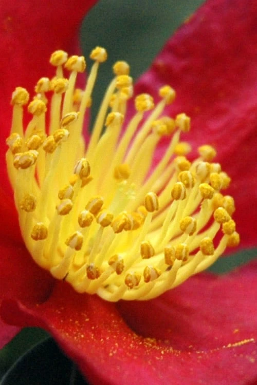 Yuletide Camellia Sasanqua - 7 Gallon Pot (3-4') Yuletide Camellia Sasanqua - 7 Gallon Pot (3-4') -Garden Plants shop Camellia Yuletide 30 1