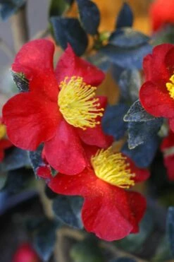Yuletide Camellia Sasanqua - 6 Pack Of 1 Gallon Pots -Garden Plants shop Camellia Yuletide 32
