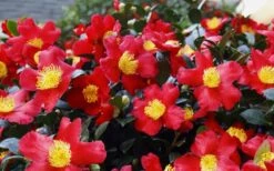 Yuletide Camellia Sasanqua - 7 Gallon Pot (3-4') 5 Yuletide Camellia Sasanqua - 7 Gallon Pot (3-4') -Garden Plants shop Camellia Yuletide 34 1