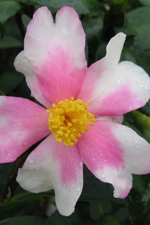 Yume Camellia Sasanqua - 3 Gallon Pot Yume Camellia Sasanqua - 3 Gallon Pot -Garden Plants shop Camellia Yume 1