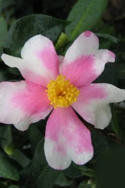 Yume Camellia Sasanqua - 3 Gallon Pot 5 Yume Camellia Sasanqua - 3 Gallon Pot -Garden Plants shop Camellia Yume 2
