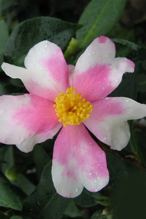 Yume Camellia Sasanqua - 3 Gallon Pot Yume Camellia Sasanqua - 3 Gallon Pot -Garden Plants shop Camellia Yume 2