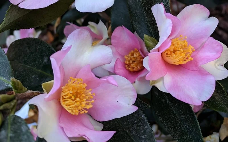 Yume Camellia Sasanqua - 3 Gallon Pot Yume Camellia Sasanqua - 3 Gallon Pot -Garden Plants shop Camellia Yume 5