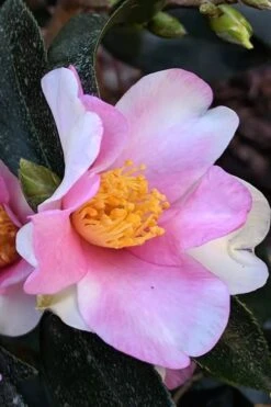 Yume Camellia Sasanqua - 3 Gallon Pot 4 Yume Camellia Sasanqua - 3 Gallon Pot -Garden Plants shop Camellia Yume 7