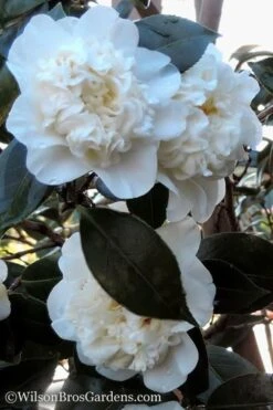 Fifth Avenue White Camellia Japonica - 3 Gallon Pot -Garden Plants shop Camellia fifth avenue 20