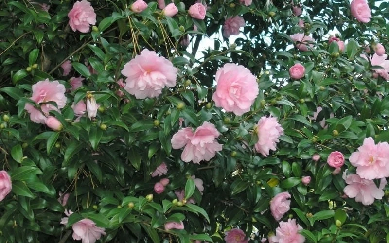Cotton Candy Camellia Sasanqua - 6 Pack of 1 Gallon Pots Cotton Candy Camellia Sasanqua - 6 Pack Of 1 Gallon Pots -Garden Plants shop CamelliaCottonCandy 2