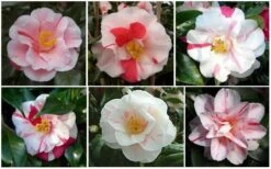 Lady Vansittart Multicolor Camellia Japonica - 2 Gallon Pot 5 Lady Vansittart Multicolor Camellia Japonica - 2 Gallon Pot -Garden Plants shop CamelliaLadyVasittart 2