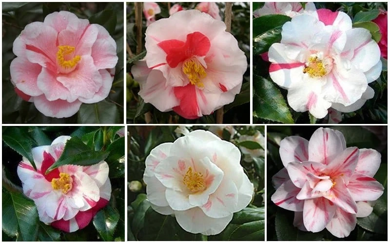 Lady Vansittart Multicolor Camellia Japonica - 2 Gallon Pot Lady Vansittart Multicolor Camellia Japonica - 2 Gallon Pot -Garden Plants shop CamelliaLadyVasittart 2