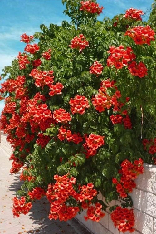 Balboa Sunset Trumpet Vine (Campsis radicans) - 5 Gallon Pot Balboa Sunset Trumpet Vine (Campsis Radicans) - 5 Gallon Pot -Garden Plants shop Campsis Balboa Sunset 1