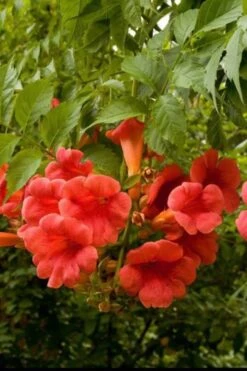 Balboa Sunset Trumpet Vine (Campsis Radicans) - 5 Gallon Pot 3 Balboa Sunset Trumpet Vine (Campsis Radicans) - 5 Gallon Pot -Garden Plants shop Campsis Balboa Sunset 2