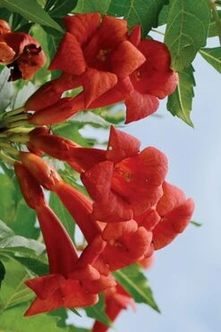 Balboa Sunset Trumpet Vine (Campsis Radicans) - 5 Gallon Pot 4 Balboa Sunset Trumpet Vine (Campsis Radicans) - 5 Gallon Pot -Garden Plants shop Campsis Balboa Sunset 3