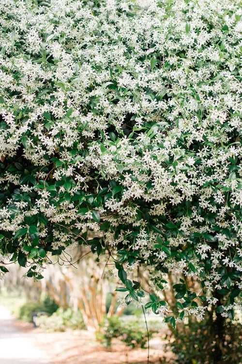 Madison Confederate Jasmine - 1 Gallon Pot Madison Confederate Jasmine - 1 Gallon Pot -Garden Plants shop Campsis Madame Galen 18