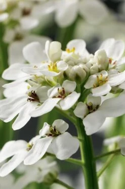 Tahoe Candytuft - Iberis Sempervirens - 10 Count Flat Of Quart Pots 5 Tahoe Candytuft - Iberis Sempervirens - 10 Count Flat Of Quart Pots -Garden Plants shop Candytuft Tahoe 1