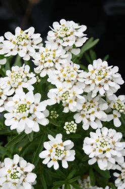 Tahoe Candytuft - Iberis Sempervirens - 10 Count Flat Of Quart Pots 4 Tahoe Candytuft - Iberis Sempervirens - 10 Count Flat Of Quart Pots -Garden Plants shop Candytuft Tahoe 2