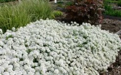 Tahoe Candytuft - Iberis Sempervirens - 10 Count Flat Of Quart Pots 3 Tahoe Candytuft - Iberis Sempervirens - 10 Count Flat Of Quart Pots -Garden Plants shop Candytuft Tahoe 3