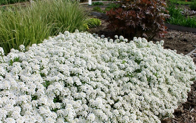 Tahoe Candytuft - Iberis sempervirens - 10 Count Flat of Quart Pots Tahoe Candytuft - Iberis Sempervirens - 10 Count Flat Of Quart Pots -Garden Plants shop Candytuft Tahoe 3