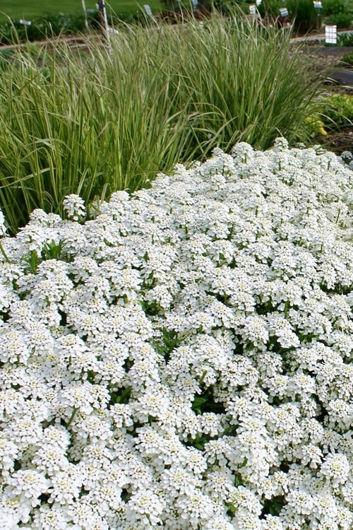 Tahoe Candytuft - Iberis sempervirens - 10 Count Flat of Quart Pots Tahoe Candytuft - Iberis Sempervirens - 10 Count Flat Of Quart Pots -Garden Plants shop Candytuft Tahoe 4
