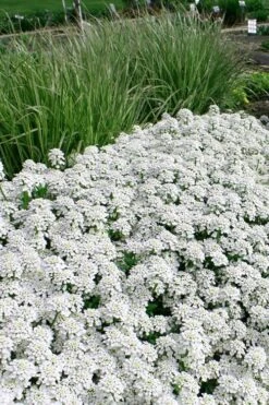 Tahoe Candytuft - Iberis Sempervirens - 10 Count Flat Of Quart Pots 6 Tahoe Candytuft - Iberis Sempervirens - 10 Count Flat Of Quart Pots -Garden Plants shop Candytuft Tahoe 5