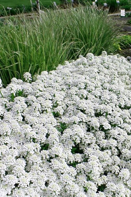 Tahoe Candytuft - Iberis sempervirens - 10 Count Flat of Quart Pots Tahoe Candytuft - Iberis Sempervirens - 10 Count Flat Of Quart Pots -Garden Plants shop Candytuft Tahoe 5