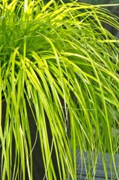 Evercolor Everillo Carex - 8 Pack Of 1 Gallon Pots -Garden Plants shop Carex Everillo 500x750 2