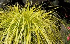 Evercolor Everillo Carex - 10 Pack Of Quart Pots -Garden Plants shop Carex Everillo Plant 1
