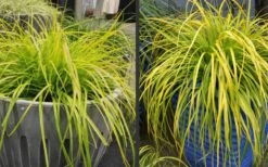 Evercolor Everillo Carex - 10 Pack Of Quart Pots -Garden Plants shop Carex Everillo Plant Containers